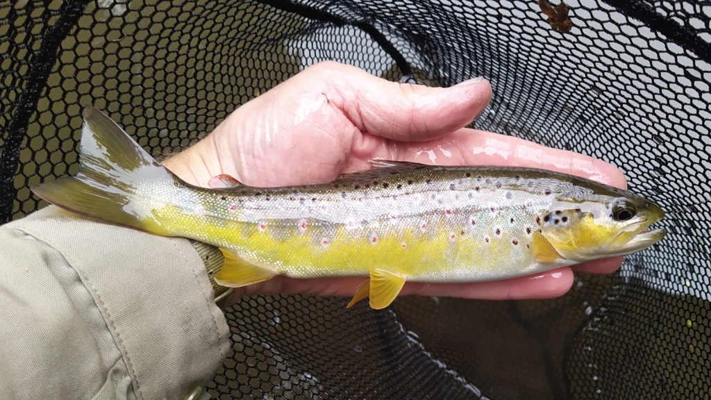 Photo of the Half decent trout